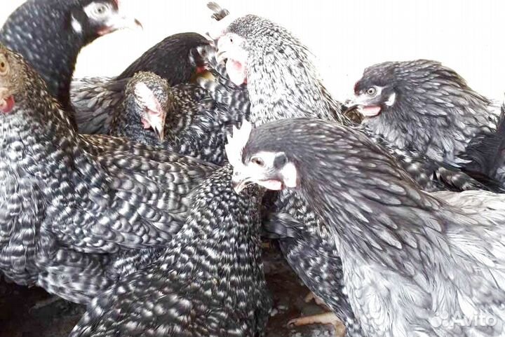 Куры молодки несушки
