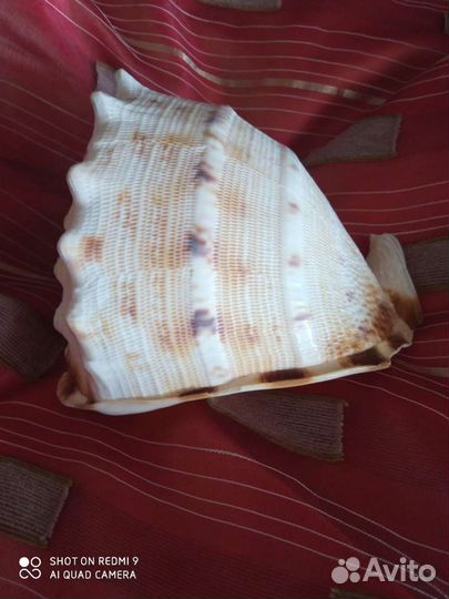 Ракушка. С моря. Крупная