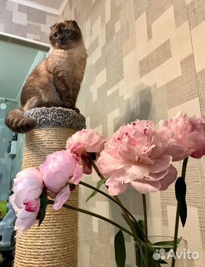 Шотландская вислоухая кошка бесплатно