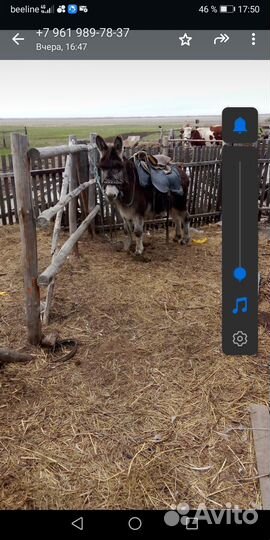 Продам осла