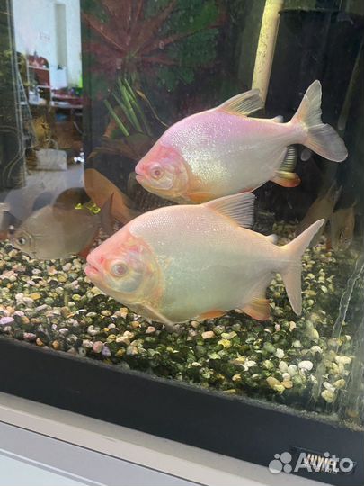 Пиранья паку альбинос