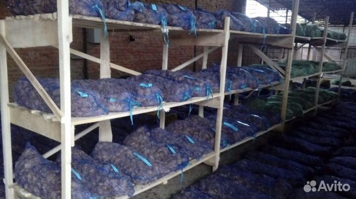 Семена пихты кавказской (нордмана)