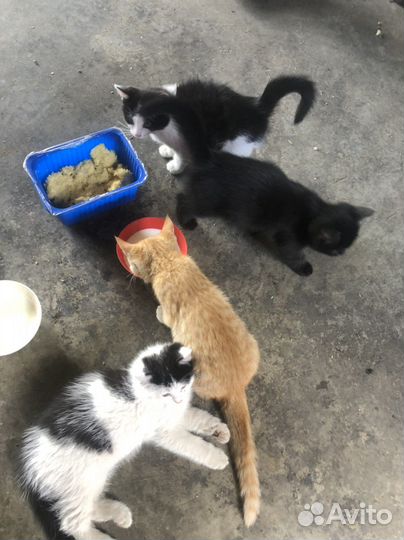 Котята в добрые руки бесплатно