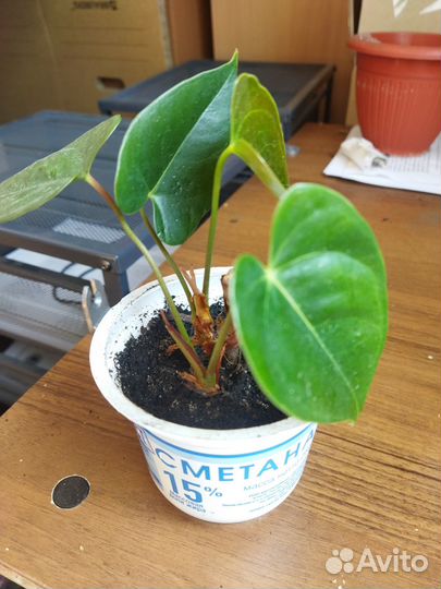 Кассандра, антуриум