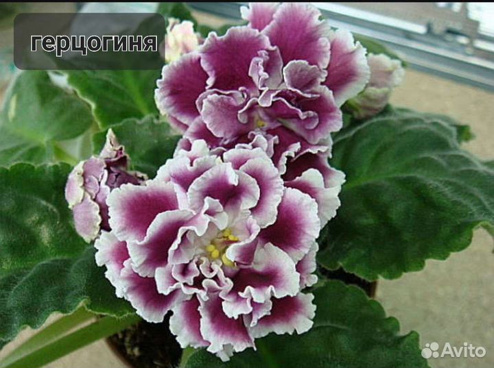 Фиалка сортовые