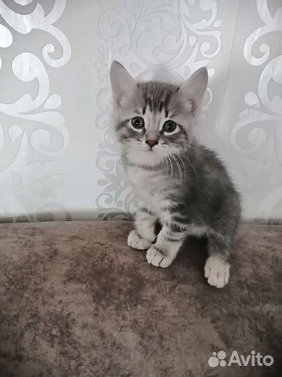 Кот метис вислоухий