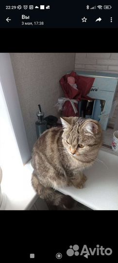 Британская кошка в дар