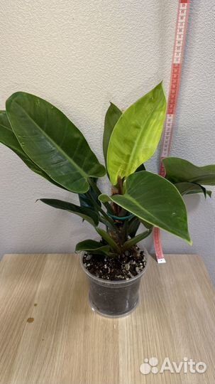 Филодендрон imperial грин