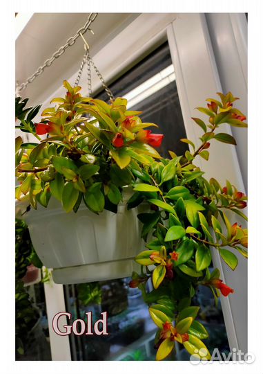 Немантанус, гипоцирта