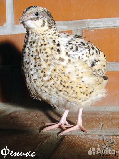 Перепела техасской, эстонской, маньчжурской породы