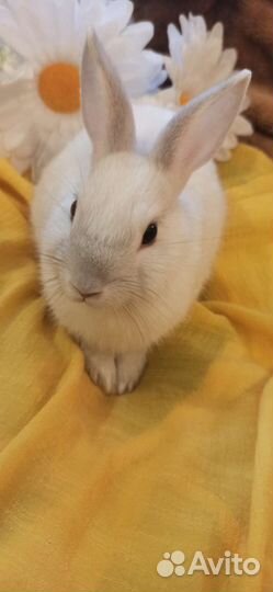 Декоративные кролики