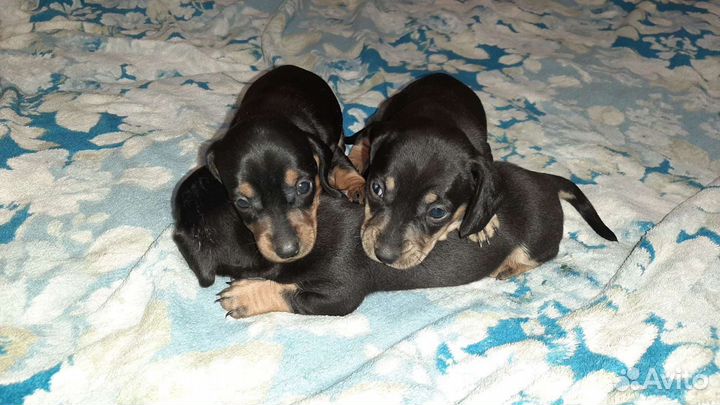 Кроличья такса