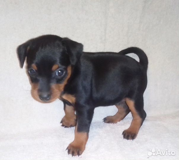 Цвергпинчер