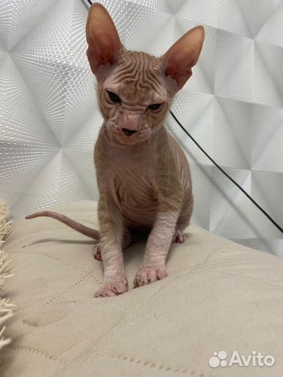 Котята сфинкс