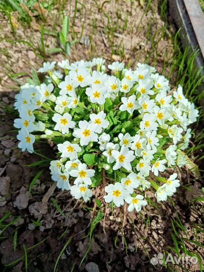 Примула белая