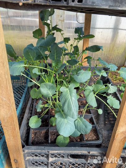 Рассада капусты