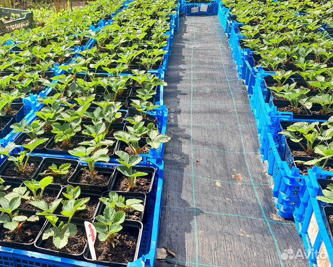 Клубника (земляника садовая) сажать можно сейчас