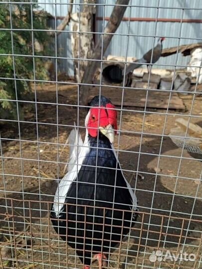 Серебряные фазаны