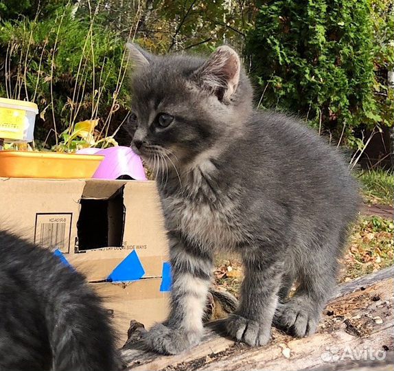 Котята бесплатно