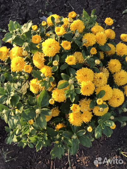 Хризантема шаровидная