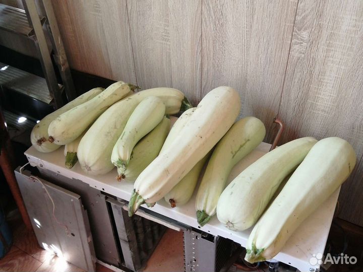 Кабачки домашние, свежесрезанные, без химии