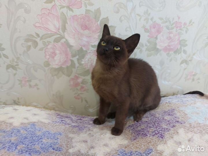 Бурманская кошечка