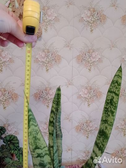 Сансевиерия