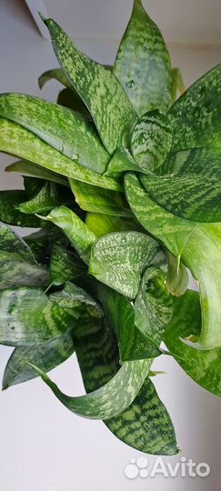 Сансивиерия Ханни Грин