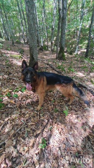 Немецкая овчарка вязка