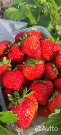 Рассада клубники