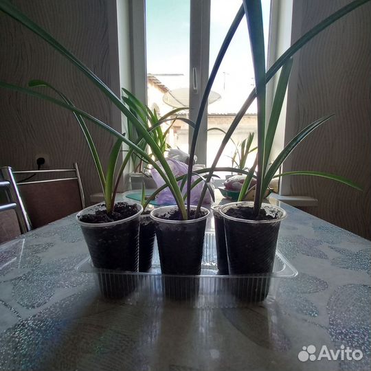 Комнатные цветы