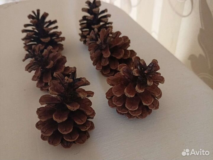 Шишка Крымская