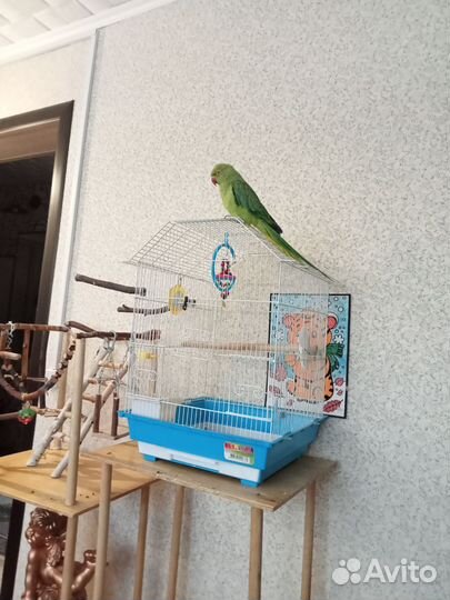 Ожереловый попугай