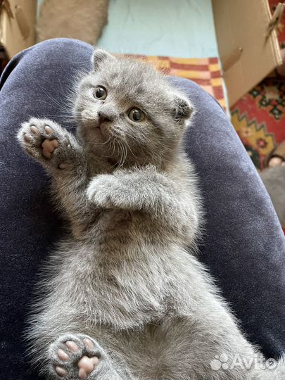 Шотландские котята