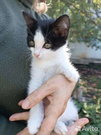 Котик и кошечка