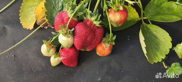 Рассада клубники азия