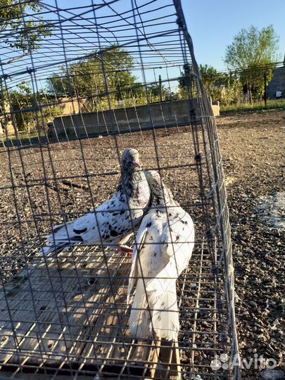 Голуби бакинские