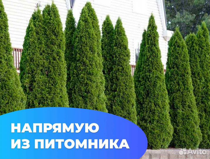 Туя 150 см