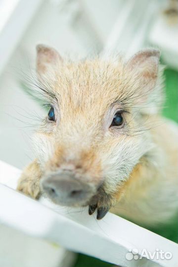 Животные на праздник. Пони, кролики, минипиги и др