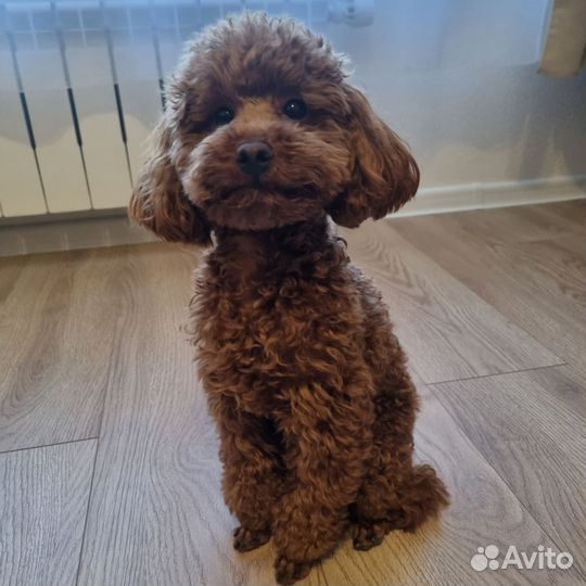 Вязка той пудель (кобель)