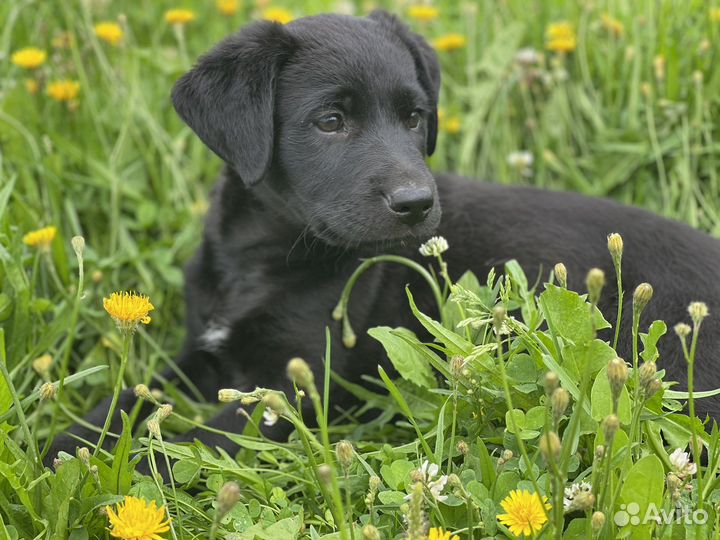 Щенок в добрые руки