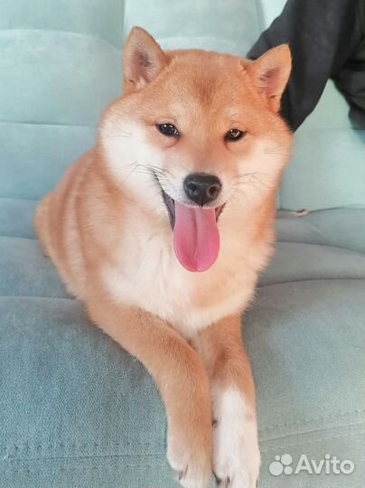 Домашняя передержка кошек и собак