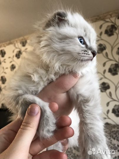 Невска маскарадная кошка