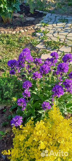 Колокольчик галактика