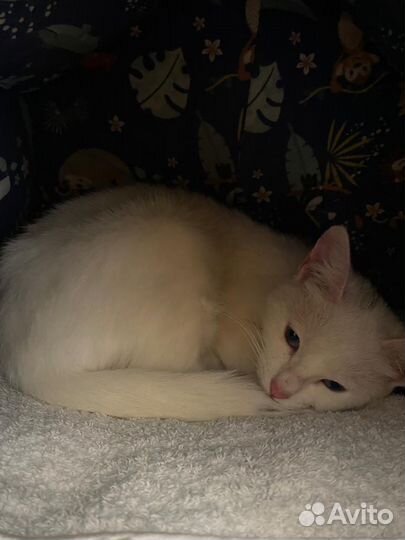 Турецкая ангора