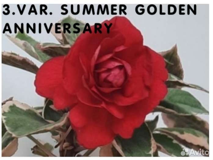 Бальзамины махровые сортовые