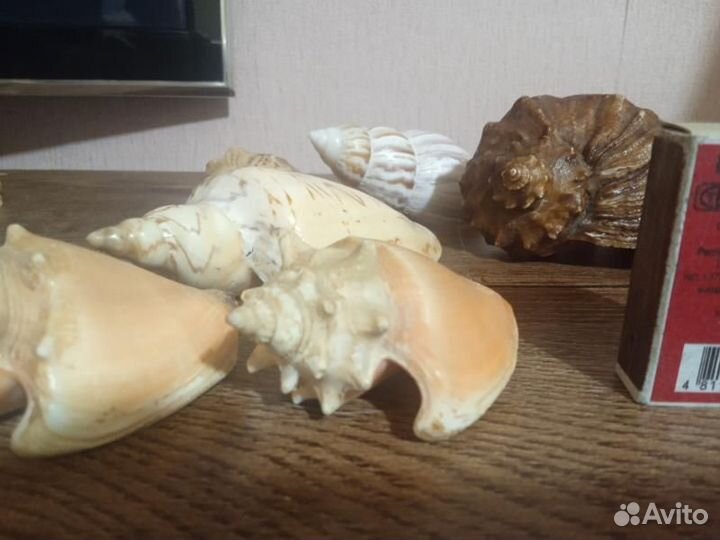 Ракушки морские 8 шт