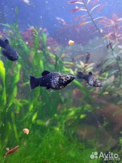 Аквариумные рыбки