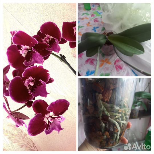 Орхидеи