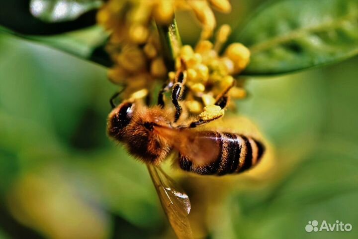 Продам пчел пчелосемьи